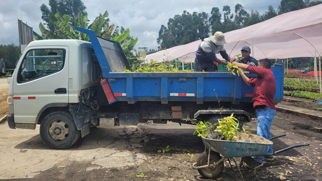 Viene realizando la entrega de 1,000 plantones de bambú