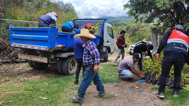 Viene realizando la entrega de 1,000 plantones de bambú