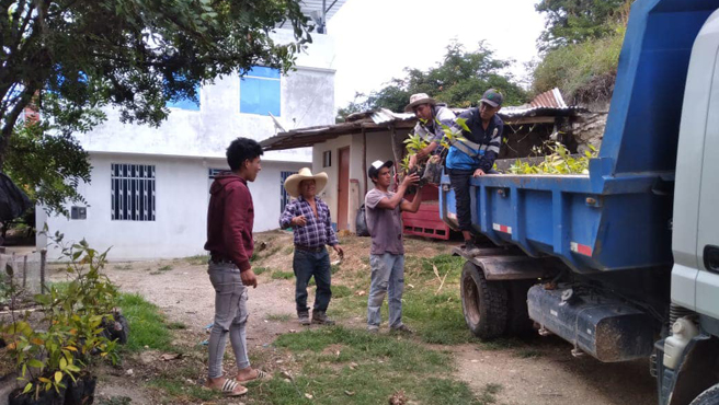 Viene realizando la entrega de 1,000 plantones de bambú