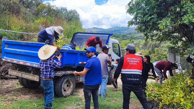 Viene realizando la entrega de 1,000 plantones de bambú