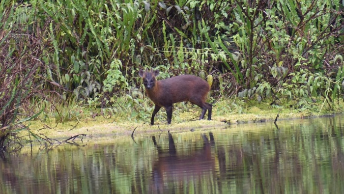 Pudu
