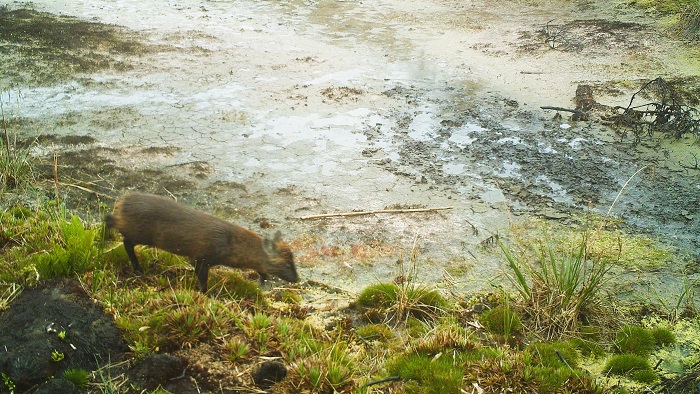 Pudu