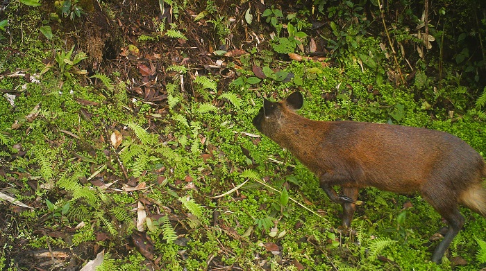 Pudu