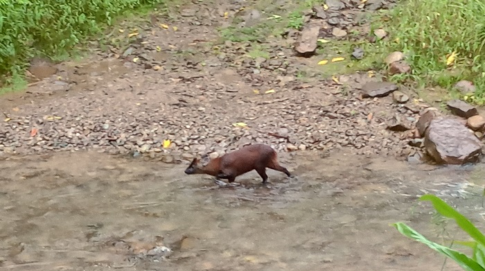 Pudu