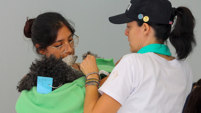 Felinos y caninos fueron esterilizados en jornada organizada por la Municipalidad de Surquillo.