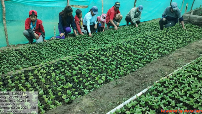 El Gobierno Regional de Piura, a través de la Dirección de Agricultura, continúa impulsando el desarrollo de los productores de café en la región.