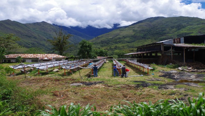 Campo de producción