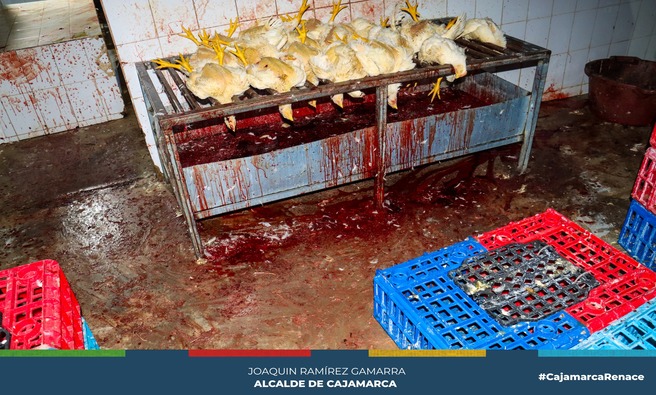 ๐La Municipalidad Provincial de Cajamarca, a travรฉs de la gerencia de Desarrollo Econรณmico junto al Ministerio Pรบblico, clausurรณ un camal clandestino que se dedicada a la avicultura y sacrificio de aves ubicado en la Prolg. La Paz - La Paccha
๐ฃ La subgerencia de Comercializaciรณn y Licencias clausurรณ este establecimiento comercial por no contar con certificado ITSE, licencia de funcionamiento, siendo un local sin las mรญnimas condiciones para el beneficio de pollos poniendo en riesgo la salud de cientos de cajamarquinos.
