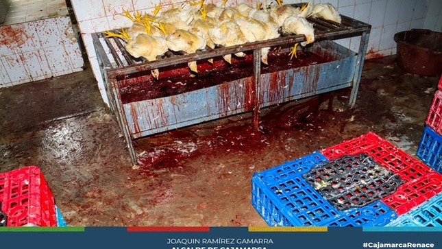 📌La Municipalidad Provincial de Cajamarca, a través de la gerencia de Desarrollo Económico junto al Ministerio Público, clausuró un camal clandestino que se dedicada a la avicultura y sacrificio de aves ubicado en la  Prolg. La Paz - La Paccha 
🗣 La subgerencia de Comercialización y Licencias clausuró este establecimiento comercial por no contar con certificado ITSE, licencia de funcionamiento, siendo un local sin las mínimas condiciones para el beneficio de pollos poniendo en riesgo la salud de cientos de cajamarquinos. 