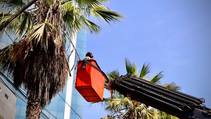 Mantenimiento de áreas verdes: Poda en la Av. República de Panamá