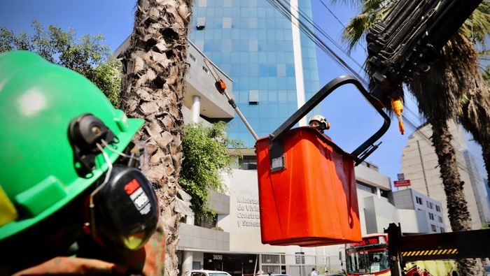 Mantenimiento de áreas verdes: Poda en la Av. República de Panamá