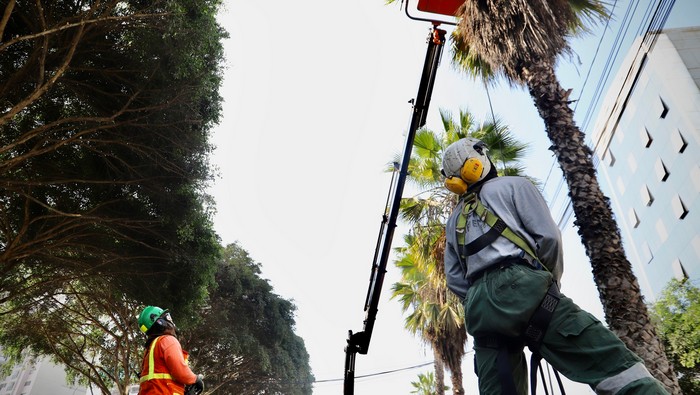 Mantenimiento de áreas verdes: Poda en la Av. República de Panamá