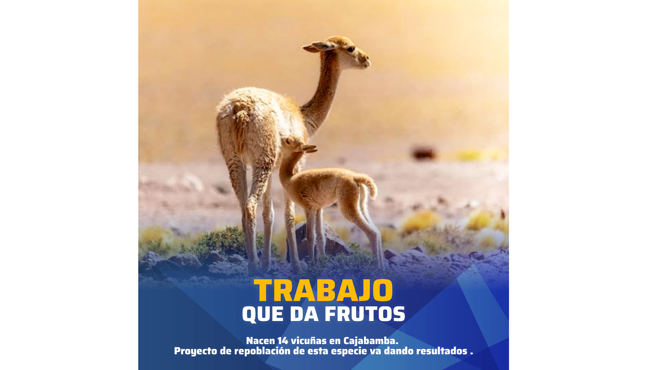 Nacen primeras vicuñas en Cajabamba