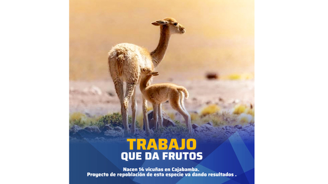 Nacen primeras vicuñas en Cajabamba