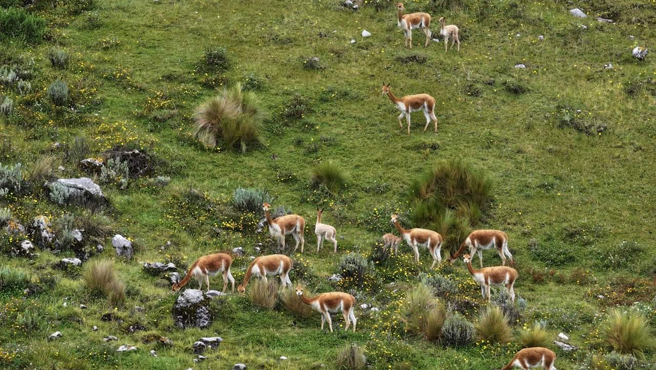 Nacen primeras vicuñas en Cajabamba