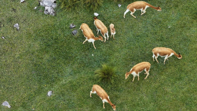 Nacen primeras vicuñas en Cajabamba
