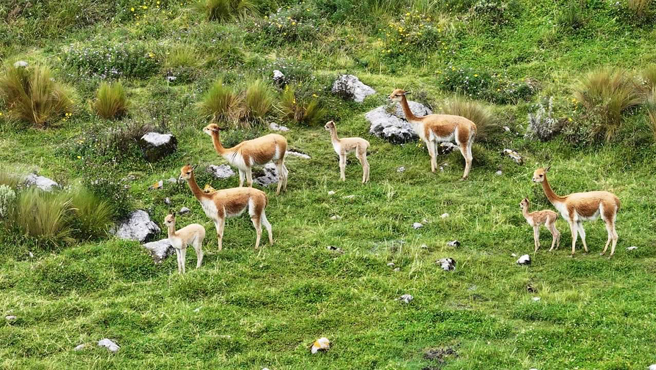 Nacen primeras vicuñas en Cajabamba