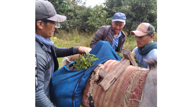 Plantones de palta y tara a los pobladores de diferentes caseríos de nuestra provincia