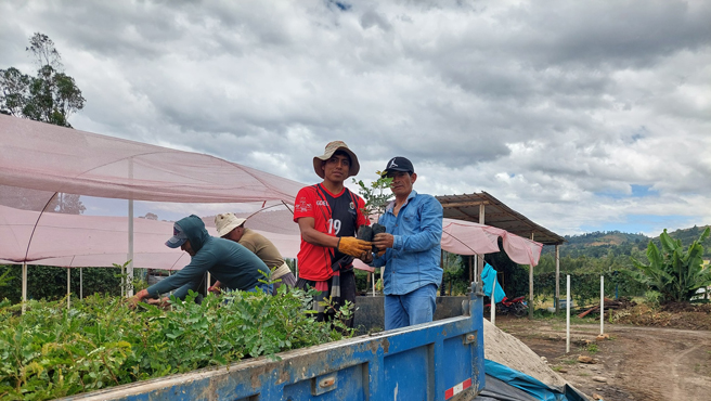 Plantones de palta y tara a los pobladores de diferentes caseríos de nuestra provincia