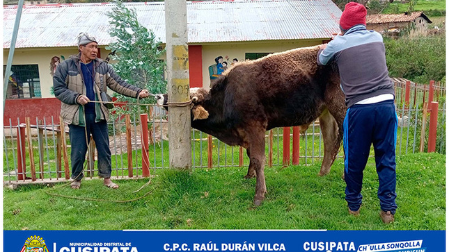 GANADO VACUNO