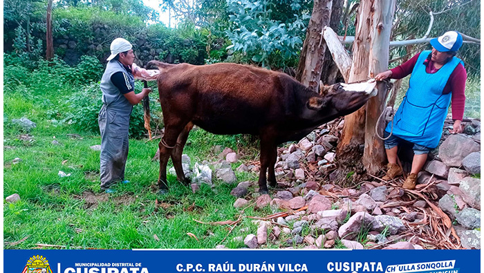 GANADO VACUNO