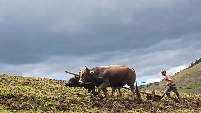 Agro Rural