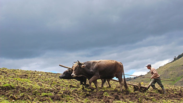 Agro Rural