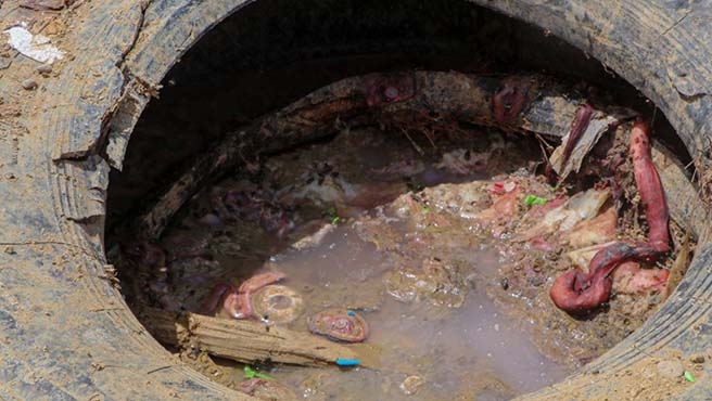 Municipalidad erradica foco de contaminación en A.H. Marko Jara