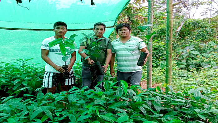 Municipalidad Distrital de Imaza continua con la entrega de plantones de cacao