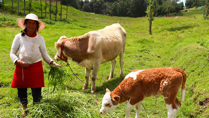 inseminación artificial en ganado