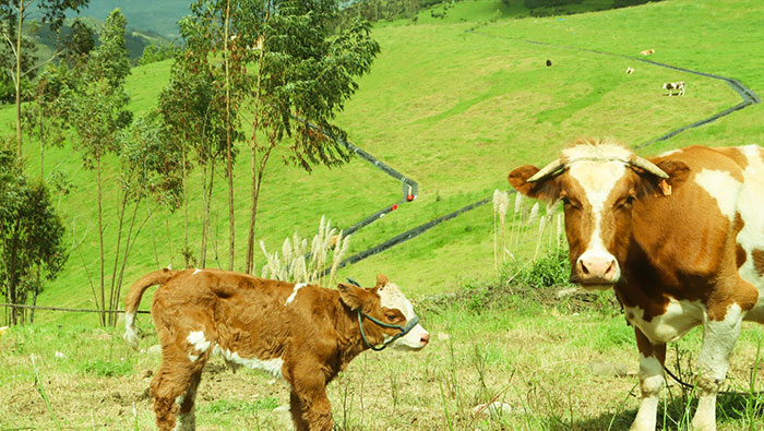 inseminación artificial en ganado