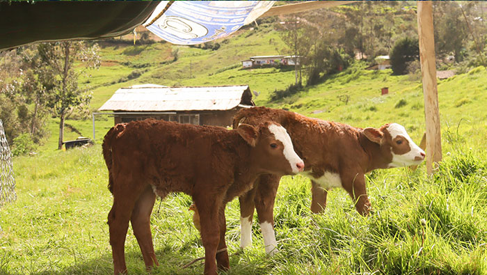 inseminación artificial en ganado