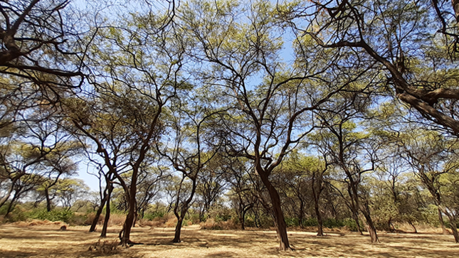 lambayeque