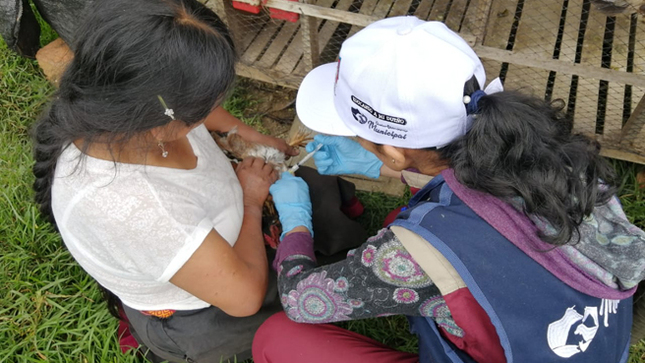 vienen realizando la campaña de vacunación preventiva contra la Enfermedad de Newcastle