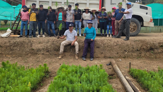 Se realizó la entrega de más de 50 mil plantones de pino en Cajabamba