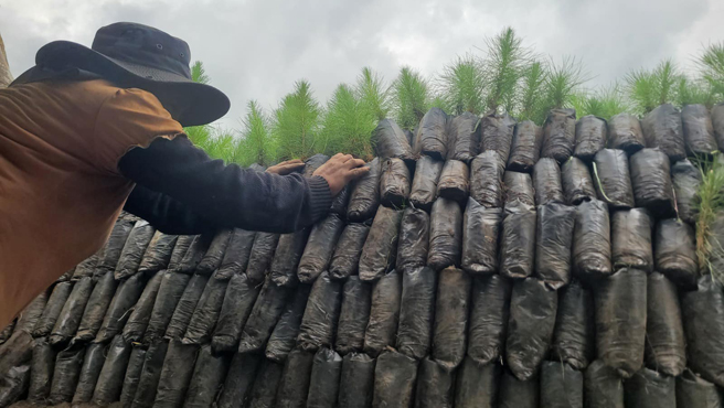 Se realizó la entrega de más de 50 mil plantones de pino en Cajabamba