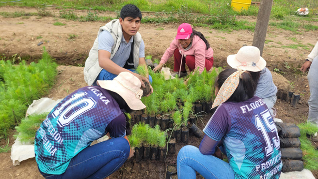 Se realizó la entrega de más de 50 mil plantones de pino en Cajabamba