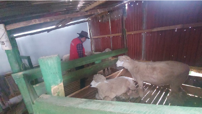 La Contraloría General identificó deficiencias en el proyecto de Mejoramiento de la Competitividad de la Cadena Productiva del Ganado Ovino en la Cuenca del río Ramis, en Azángaro. Se evidenció la paralización de la ejecución del proyecto por parte del residente sin aprobación de la supervisión, así como el retraso en la contratación de un nuevo residente y la acumulación de basura y materiales contaminantes en las instalaciones, lo que afectaría el cumplimiento de los objetivos y el bienestar de los reproductores.