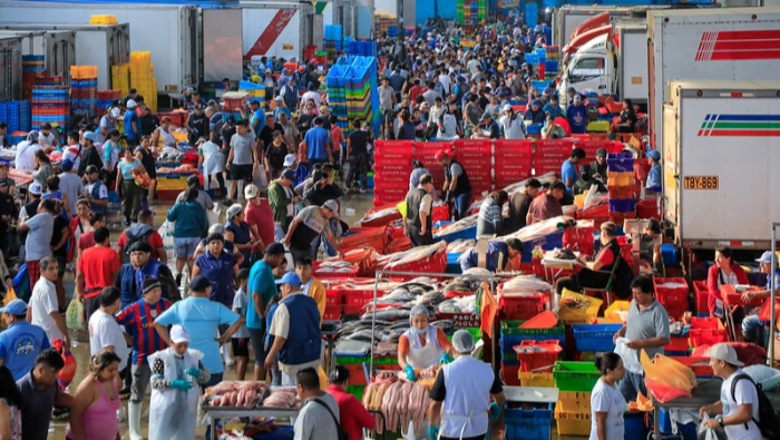 Las especies de mayor consumo para estas festividades incluyen: bonito, perico, pota, caballa, lisa, entre otros.