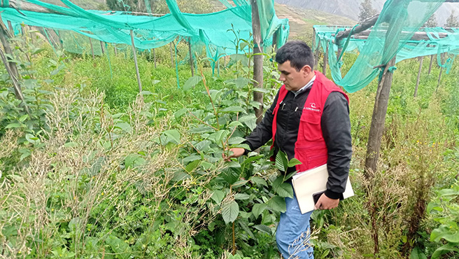 La Contraloría General de la República alertó que 50 191 plantas de sauco y 2150 de tara se perdieron por la falta de abono y riego. Las plantas fueron reforestadas a través del proyecto ambiental que ejecutó el Gobierno Regional de Huánuco en el distrito de San Francisco, provincia de Ambo. A pesar de la mortandad de estas especies forestadas, los trabajos fueron valorizadas al 100%.