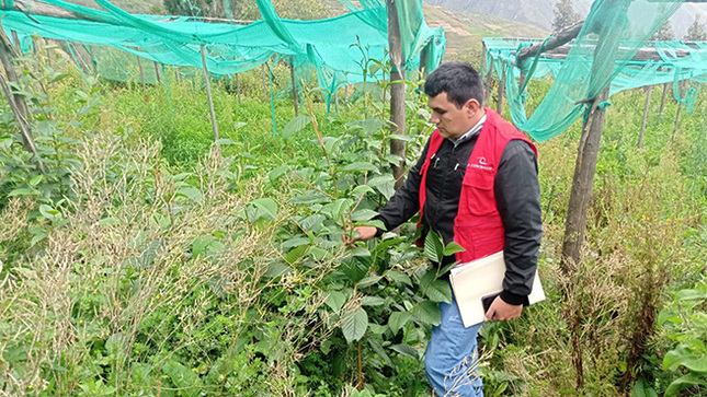 La Contraloría General de la República alertó que 50 191 plantas de sauco y 2150 de tara se perdieron por la falta de abono y riego. Las plantas fueron reforestadas a través del proyecto ambiental que ejecutó el Gobierno Regional de Huánuco en el distrito de San Francisco, provincia de Ambo. A pesar de la mortandad de estas especies forestadas, los trabajos fueron valorizadas al 100%.