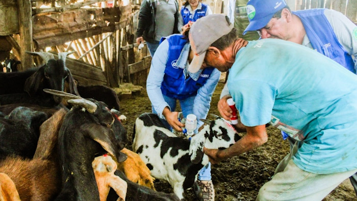 Vacunan a más de 400 caprinos y ovinos en La Huaca