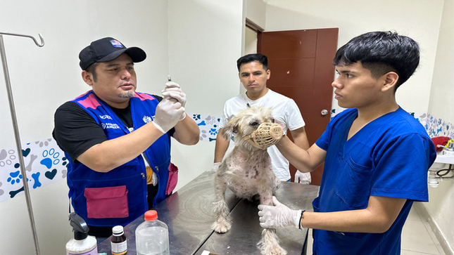 Se esterilizó más de 100 mascotas entre peros y gatos 