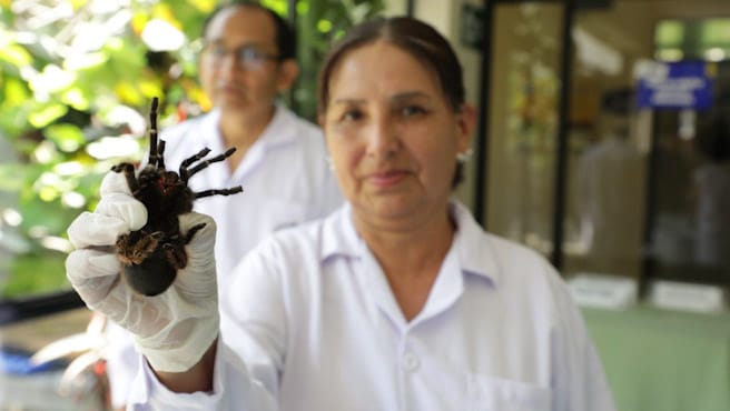 Semana Santa segura: Minsa brinda recomendaciones para viajes y campamentos