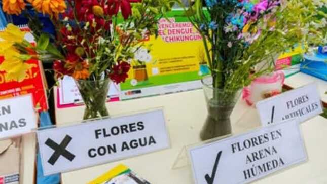 Dengue: Minsa recomienda reemplazar el agua de los floreros por arena húmeda