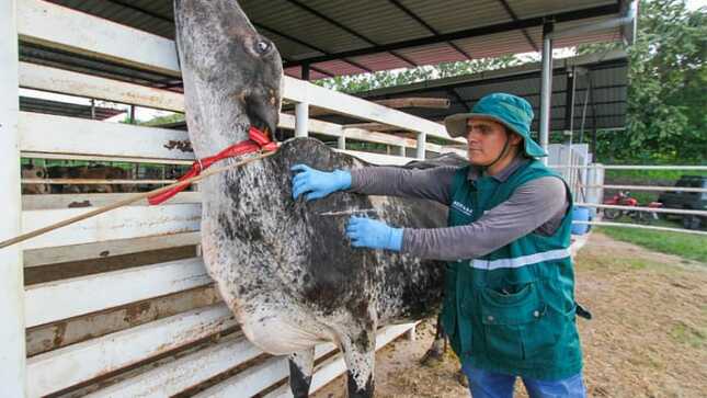 · Se tiene previsto vacunar a más de 260 mil cabezas de ganado, a través del MIDAGRI.