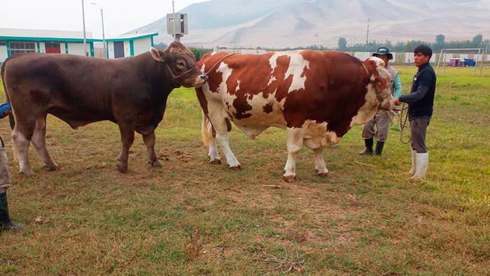 MDSPL participa en el taller de formación de promotores de inseminación artificial