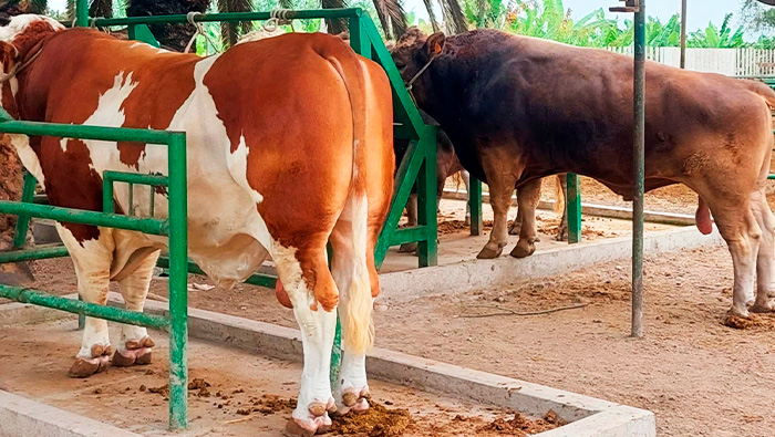 MDSPL participa en el taller de formación de promotores de inseminación artificial