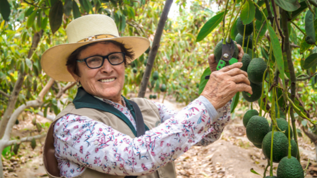 Venta de productos agrícolas contribuye con la reactivación económica de la agricultura en los valles agrícolas del país.