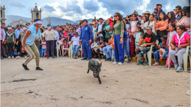 Concursos de "Chapa tu Cuchi " y "Tuna Mikuy" en la primera feria del Choclo, fresa y aguaymanto